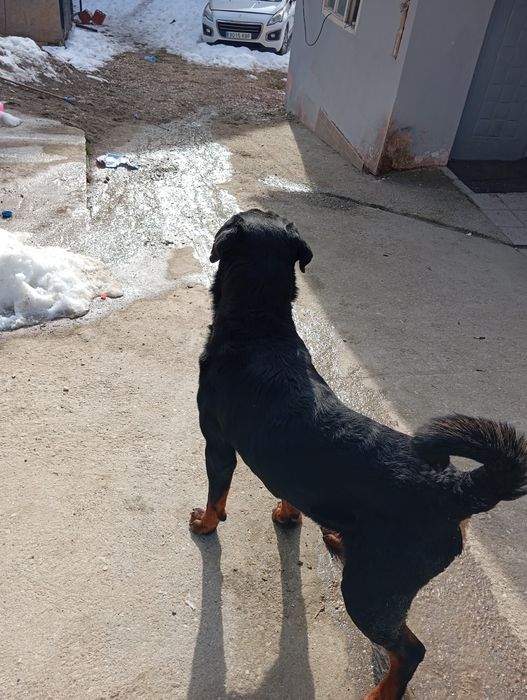 Dau în adopție rotvailerascul