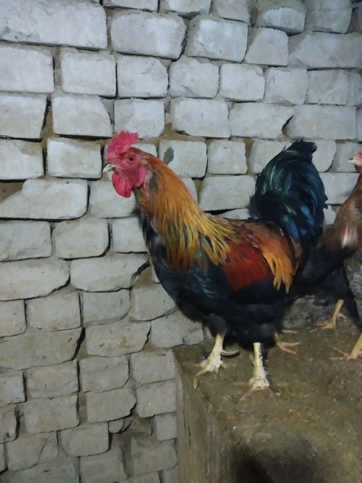 Сатылады продаётся