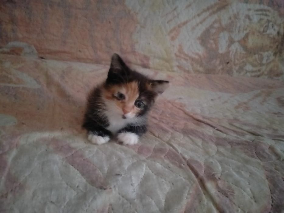 Отдам  котенка  даром