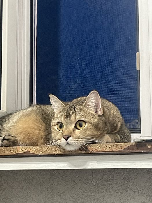 Кошечка скоттиш страйт бесплатно, только заботливым хозяевам отдам