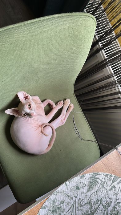 Мъжка котка сфинкс