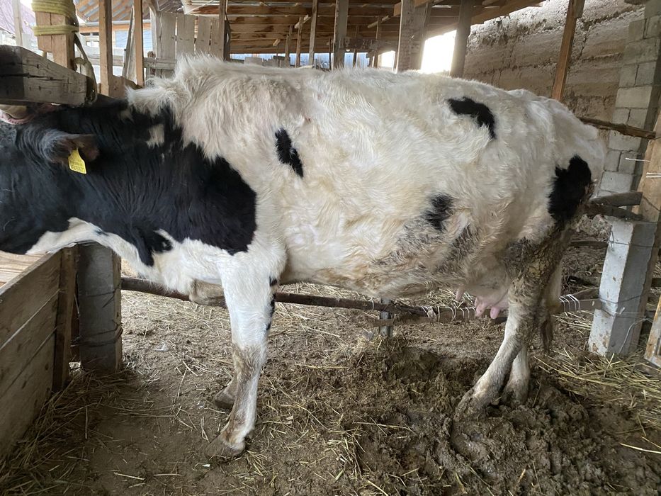 Сауын сиыр бұзауымен