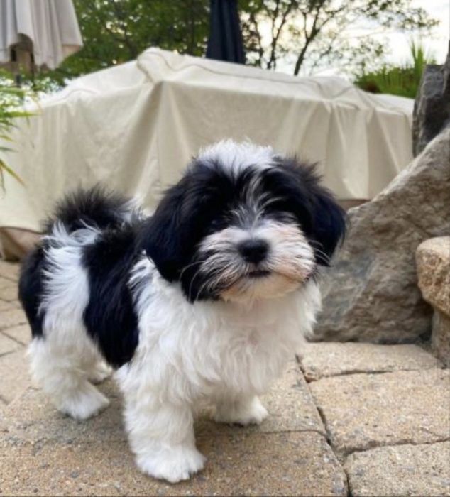 Bichon havanez fetita