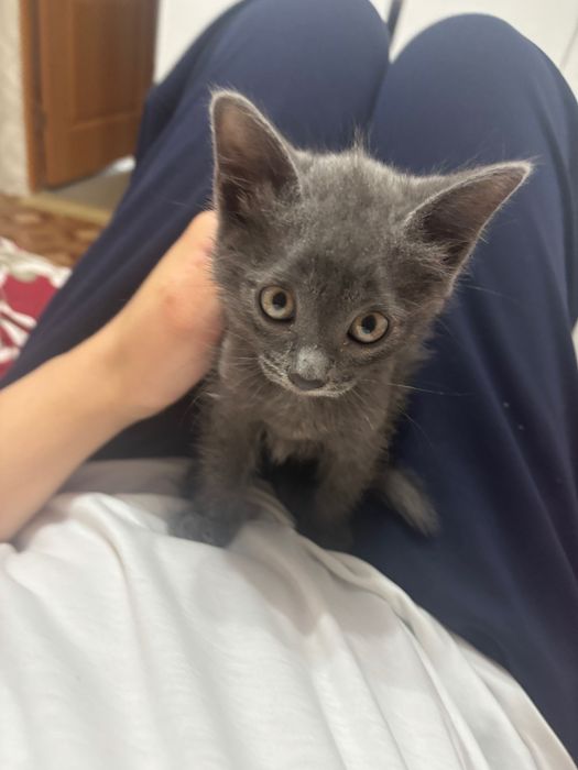 Кошка 2 мес лотоққа барады