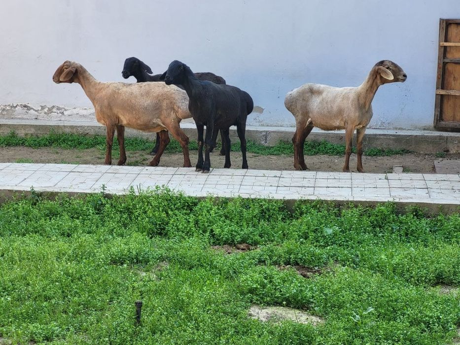 Ургочи зотли солу куйлар