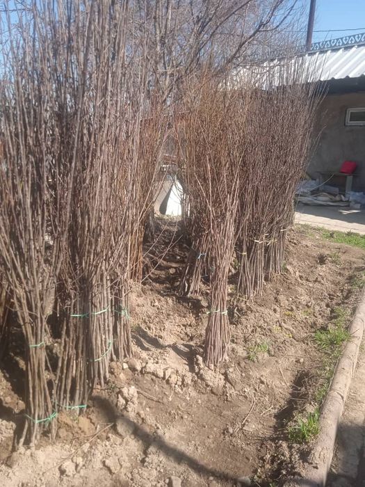 Продам саженцы плодовых деревьев