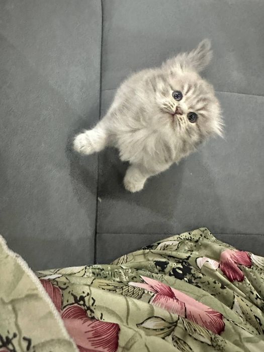 шотландский скоттиш-фолд и золотая шиншилла