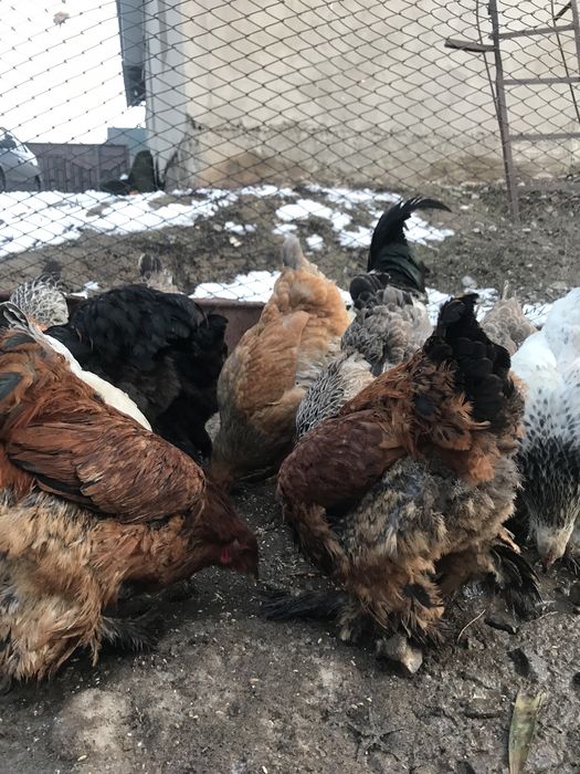 Брам хорошей цены берите