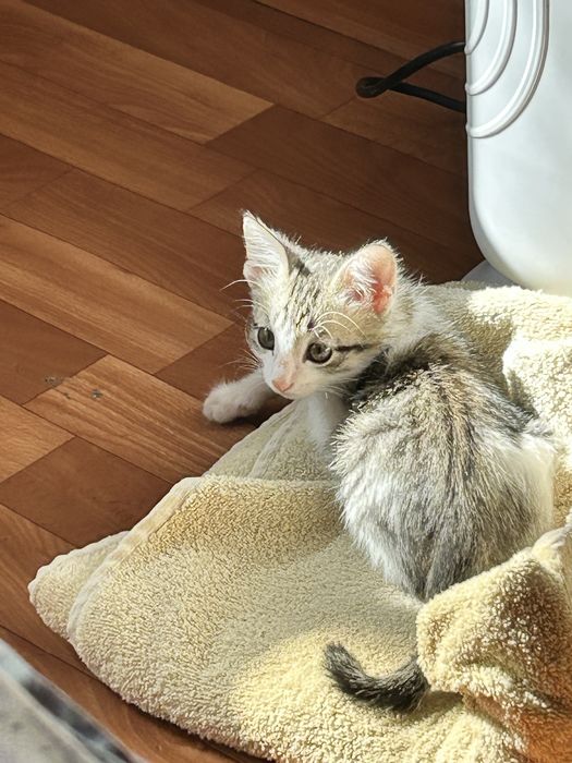 Котенок СРОЧНО!!!