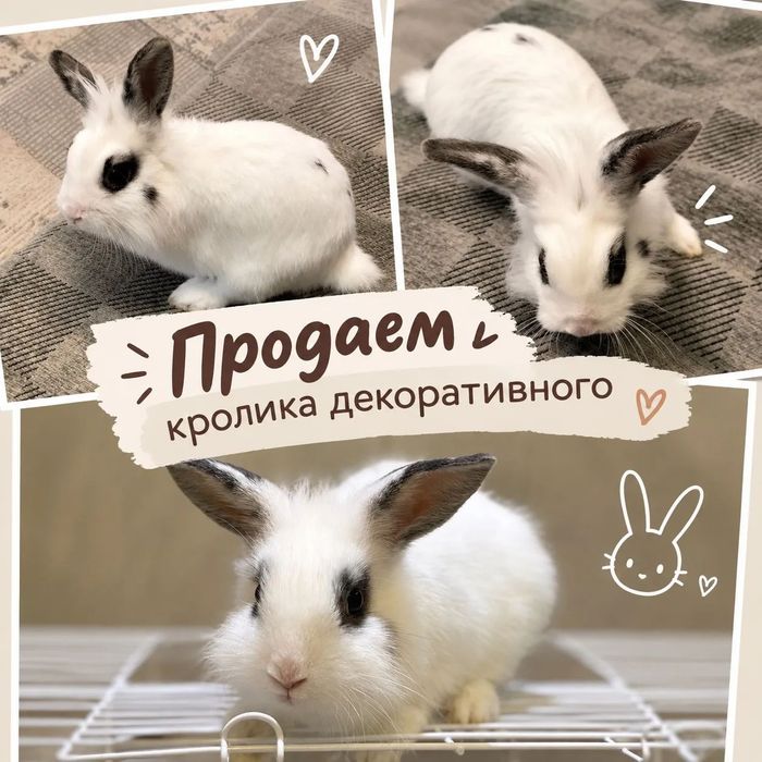 Продам декоративного кролика