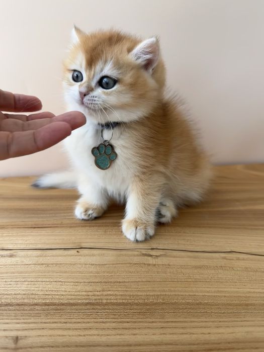 Котята с домашнего питомника