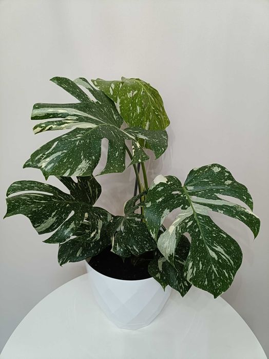 Filodendron premium în degrade