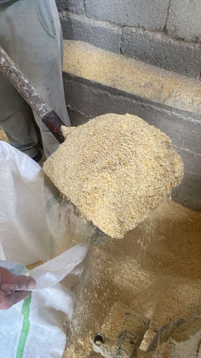 Корм  бидай,  жүгері жемі