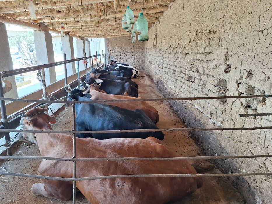 Чорва моллари тирик вазнда ва сўйиб бериш хизматлари