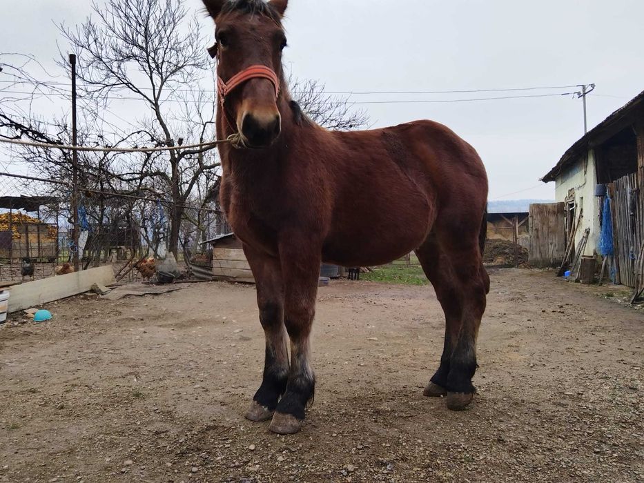 manz de vanzare de 7 luni