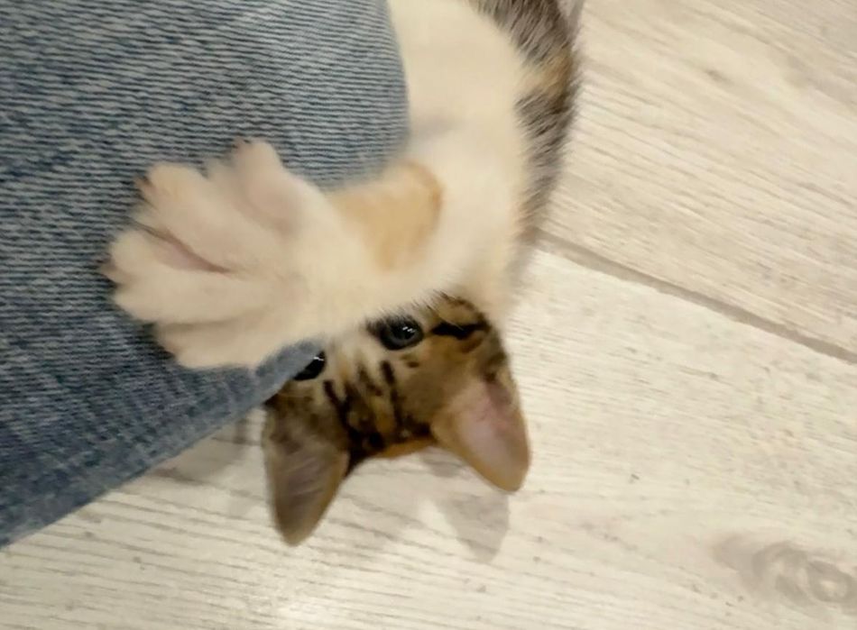 Котенце на два месеца. Момиче.