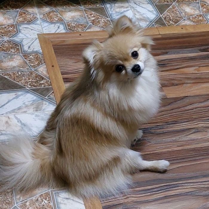 Срочно продаём Шпица (девочка)