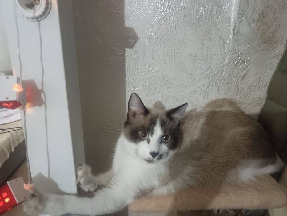 Потерялся котенок