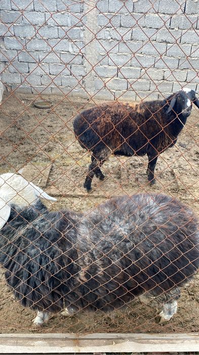 Тоқты , тоқтылар сатылады