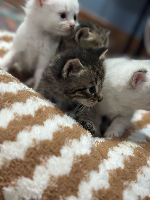 котята шотландцы
