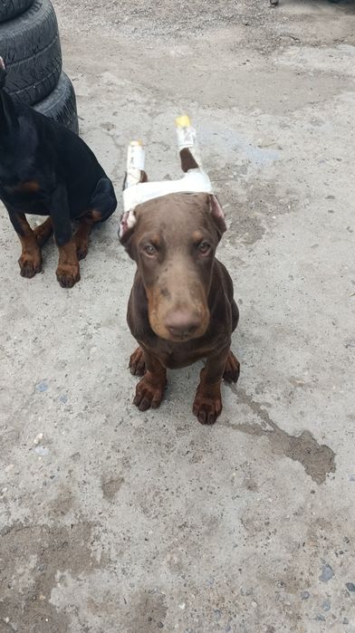 Щенки добермана Шымкент