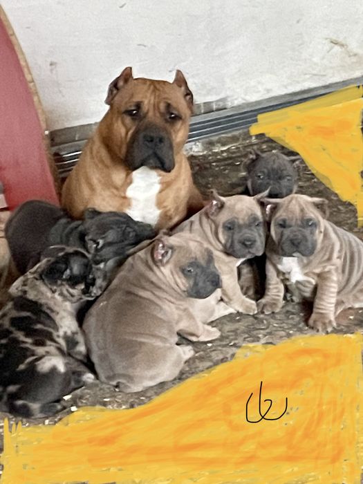 Американский булли,щенки,вязка