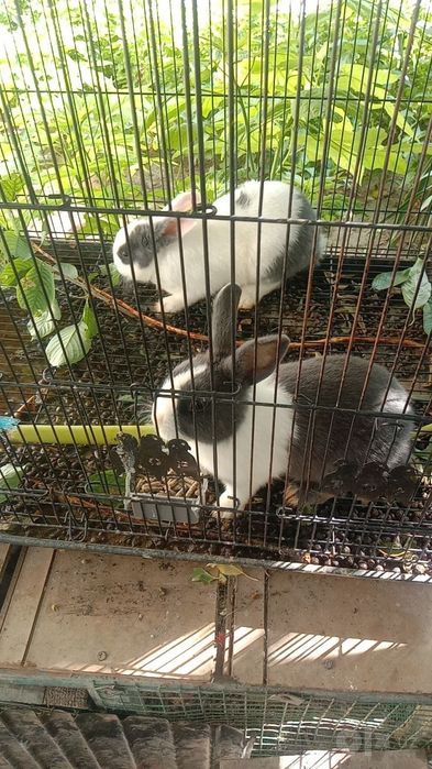 Quyon panda 4ta 1ta baran sotiladi srochna