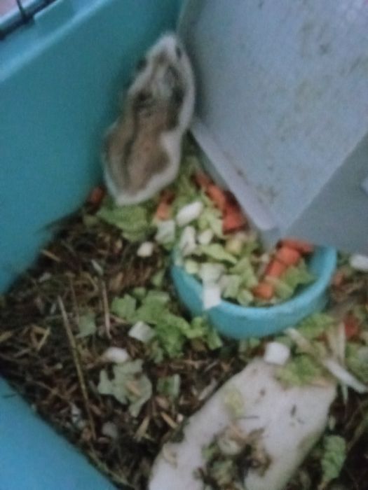 Они хорошие дружелюбные умные