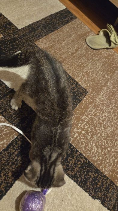Продается котёнок