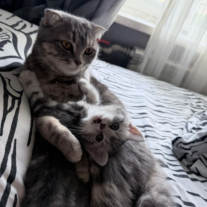 котенок скоттиш страйт, девочка