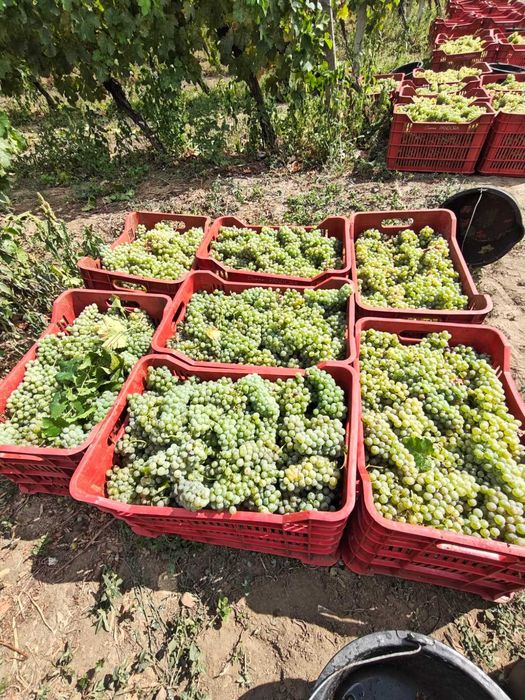 Struguri vin Otonel Cabernet Sauvignon Blanc Feteasca Regala Neagra Sarba Odobesti Merlot