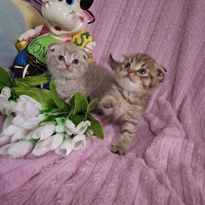 Вислоухие котята