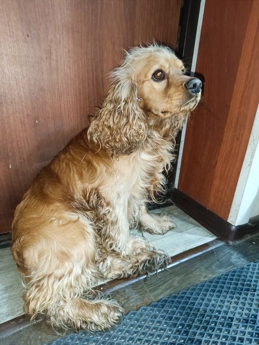 Вязка спаниеля!!!