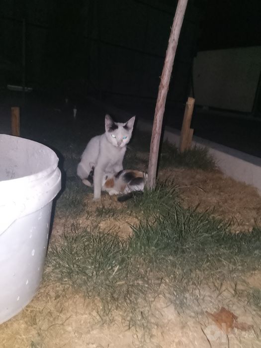 Kichkina mushukcha va uning onasi ham sovg'a sifatida beriladi.