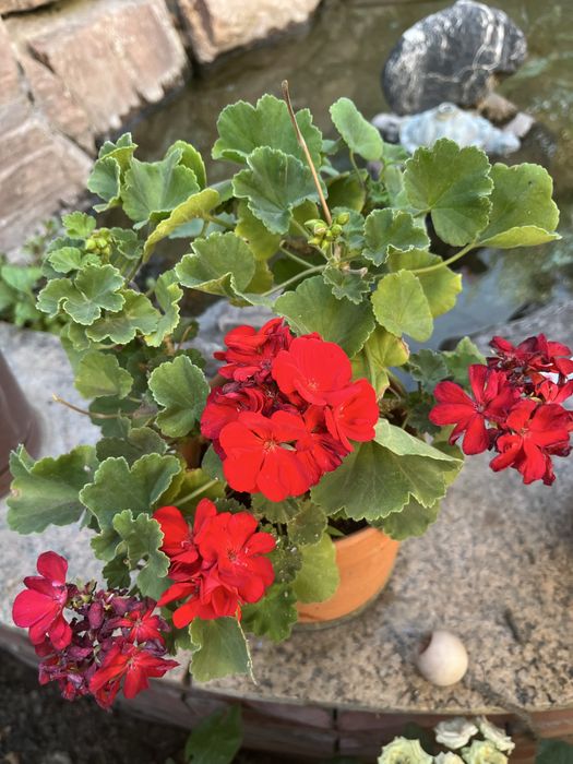 Продам комнвтные цветы