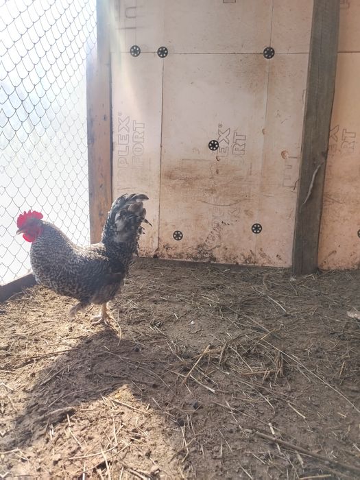 Продаю две петух