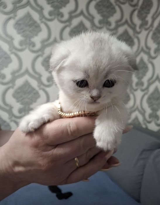 Британские Серебристые Шиншилла