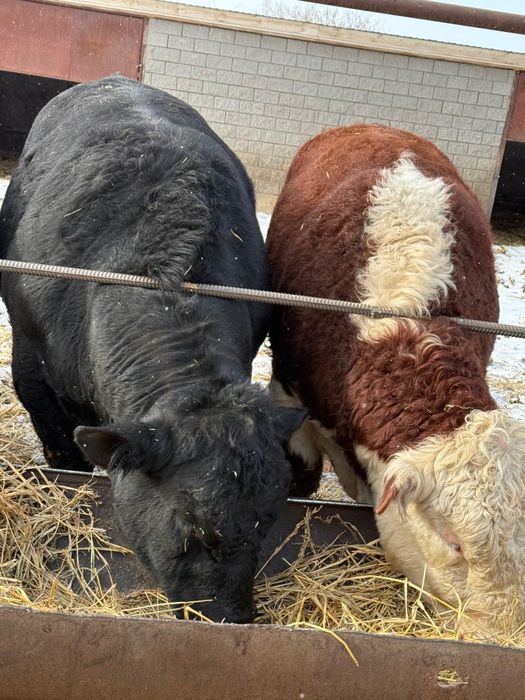 Продам быков 2-годовалых