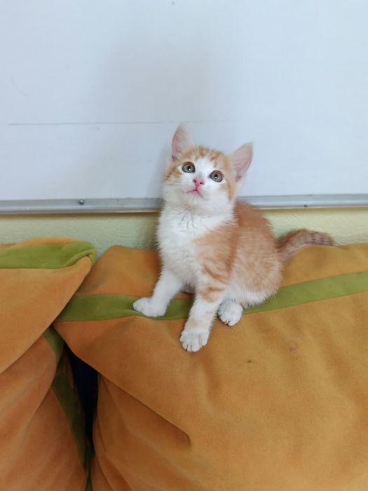 Котёнок (мальчик) в добрые ручки