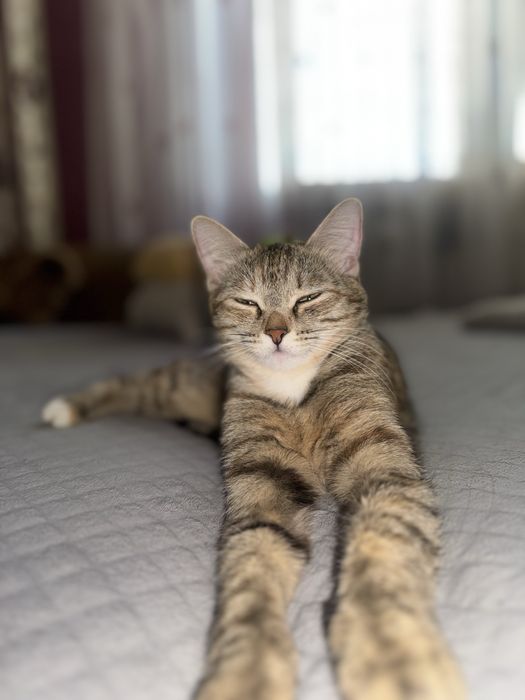 Отдаю кошечку в добрые руки