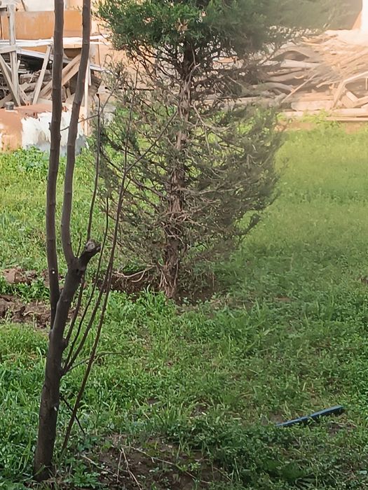 Янги Узбекистан Yer dacha sotiladi