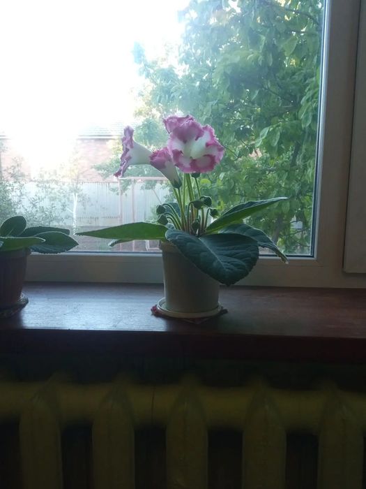 Продам цветы комнатные