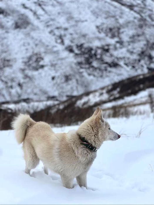 продам лайку сучка