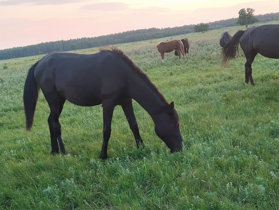 Продам кобылку..