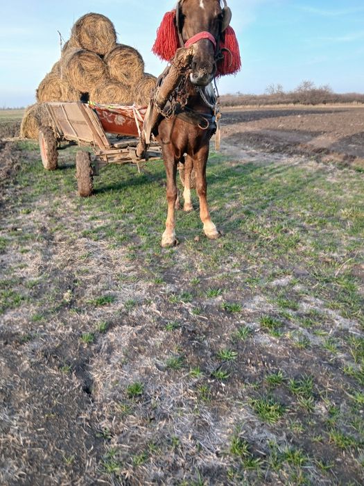 Vând sau schimb iapa