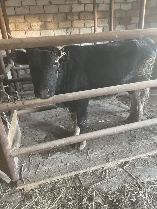 БҰҚА сатылады 3 жасар