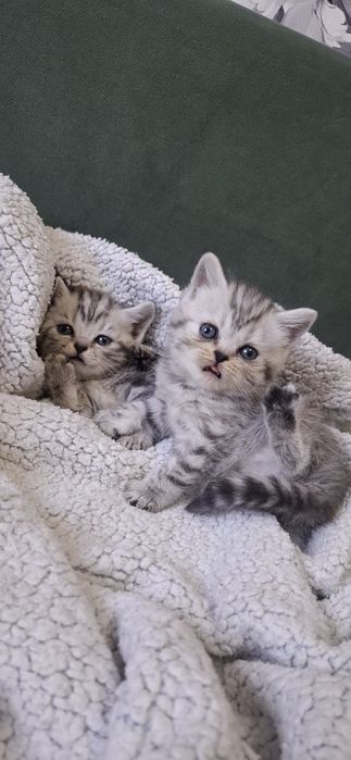 Британские котята