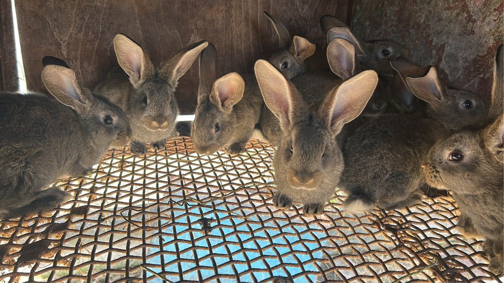 Disponibili pui Urias German