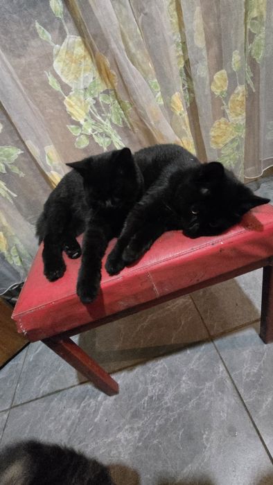 Отдам котят в хорошие руки