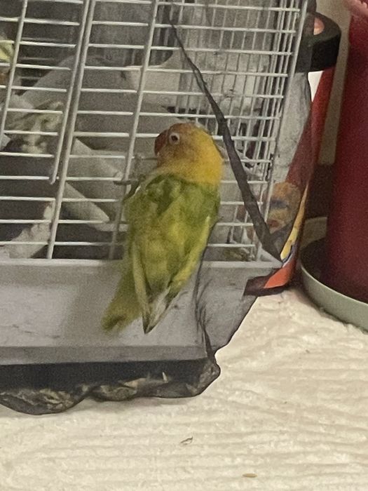 Agapornis mascul la schimb cu nimfa femela galben